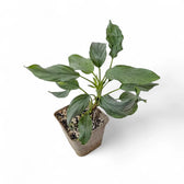 Homalomena sp. 'Platinum velvet' Zimmerpflanze im Anzuchttopf vor weißem Hintergrund, Produktfoto 2.