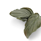 Homalomena sp. 'Platinum velvet' Zimmerpflanze im Anzuchttopf vor weißem Hintergrund, Produktfoto 3.