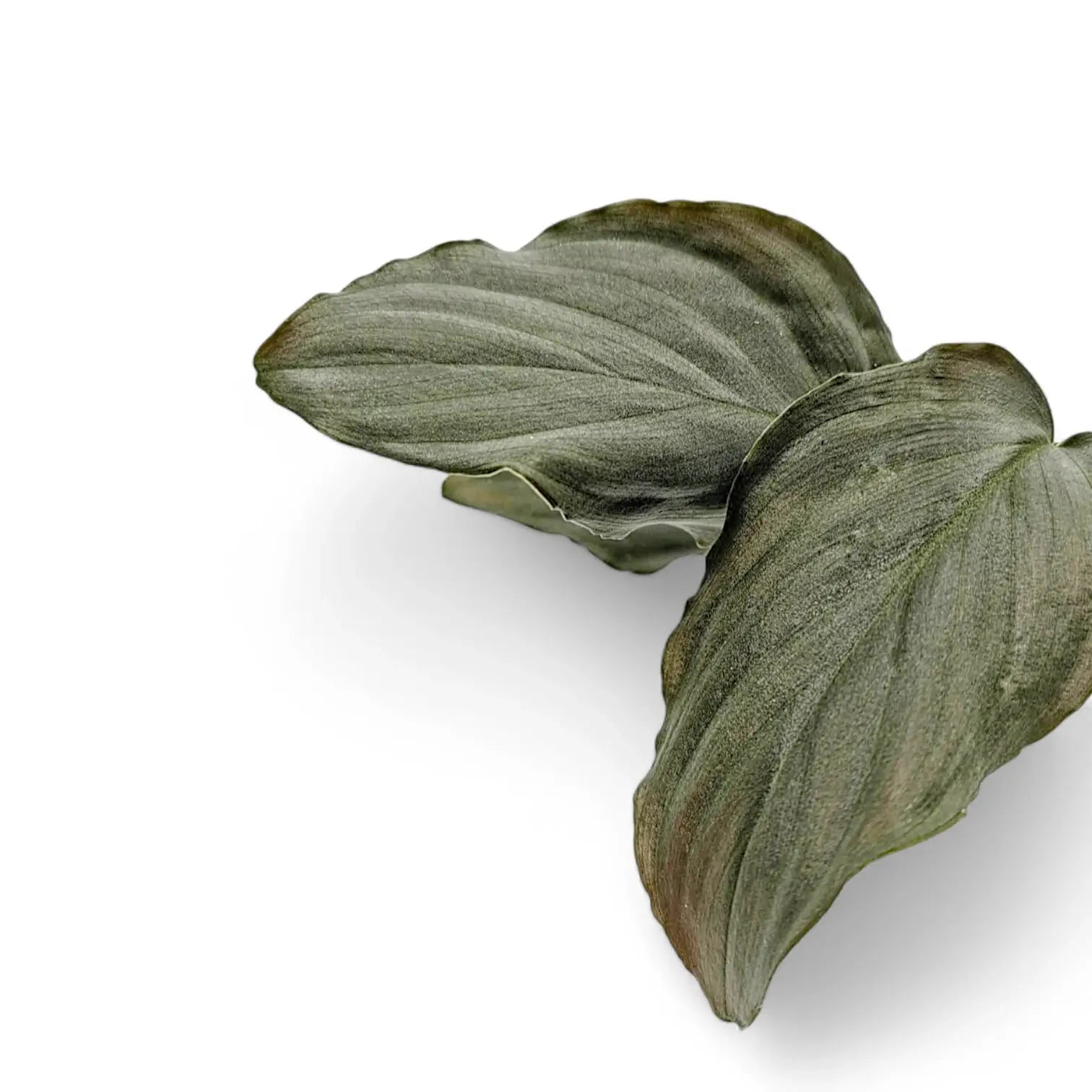 Homalomena sp. 'Platinum velvet' Zimmerpflanze im Anzuchttopf vor weißem Hintergrund, Produktfoto 3.