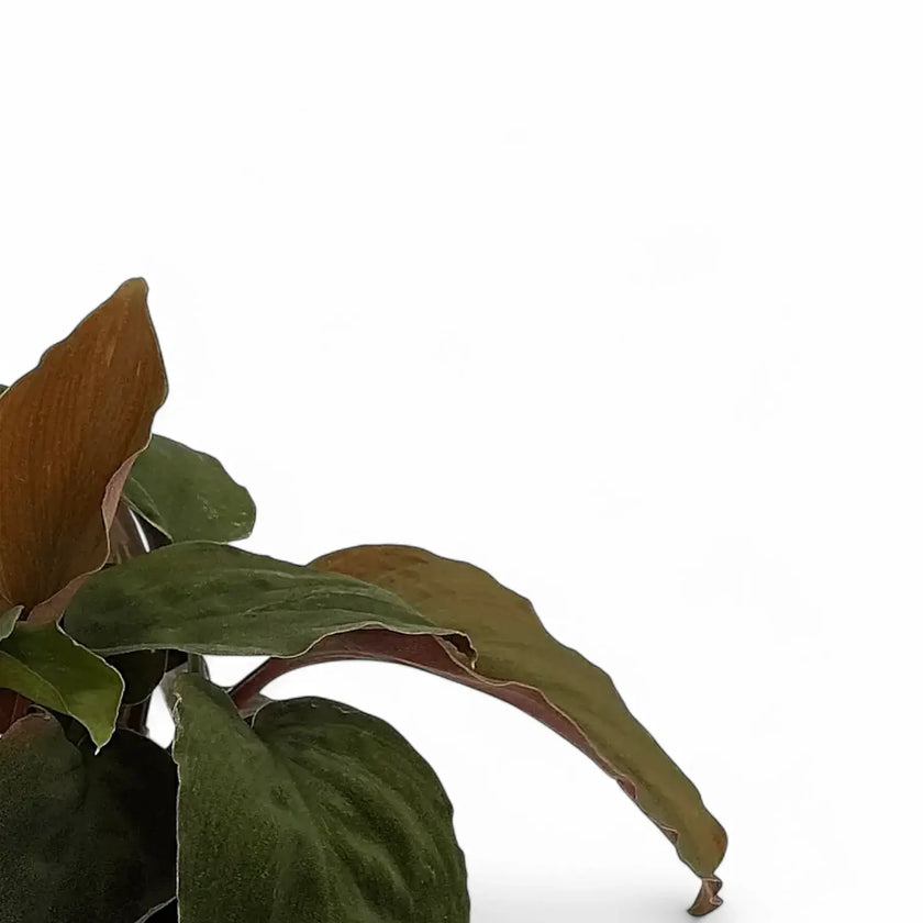 Homalomena sp. 'Red velvet' – Blattdetail vor weißem Hintergrund..