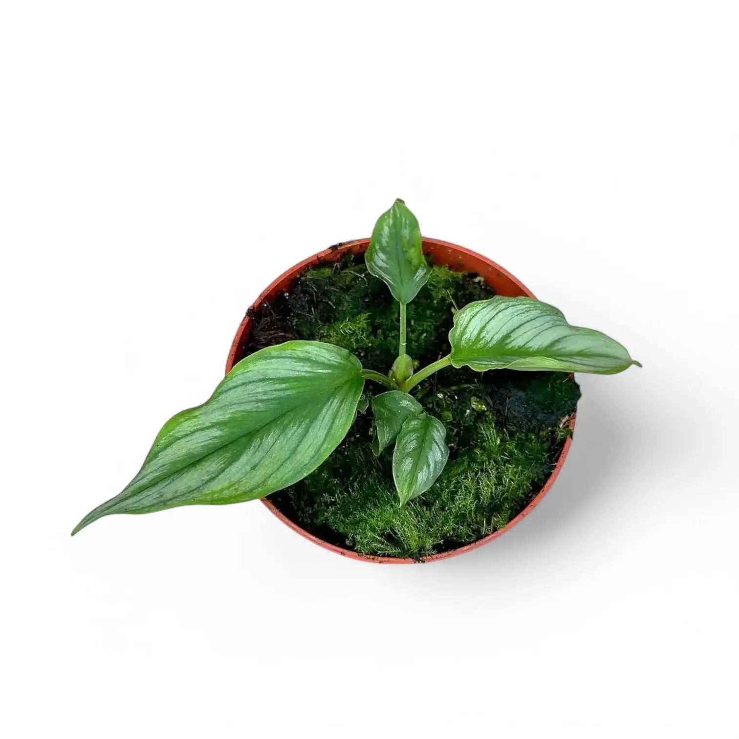 Homalomena sp. Riau Sumatra ('Jungle Velvet') Zimmerpflanze im Anzuchttopf vor weißem Hintergrund, Produktfoto 2.