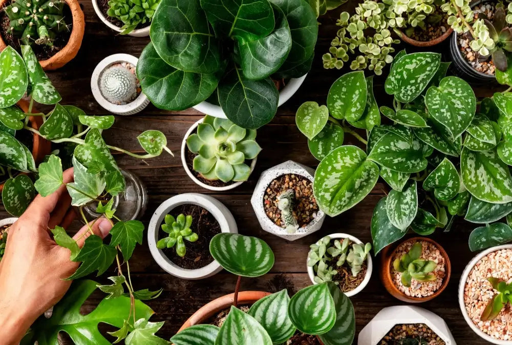 Collection of various potted plants on a wooden surface
