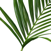 Howea forsteriana – Blattdetail vor weißem Hintergrund..