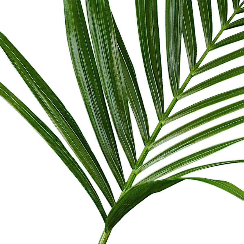 Howea forsteriana leaf close-up on white background.