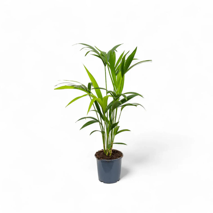 Howea forsteriana potted houseplant in nursery pot on white background, product photo 2.
