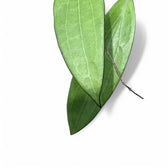 Hoya AH803 – Blattdetail vor weißem Hintergrund..