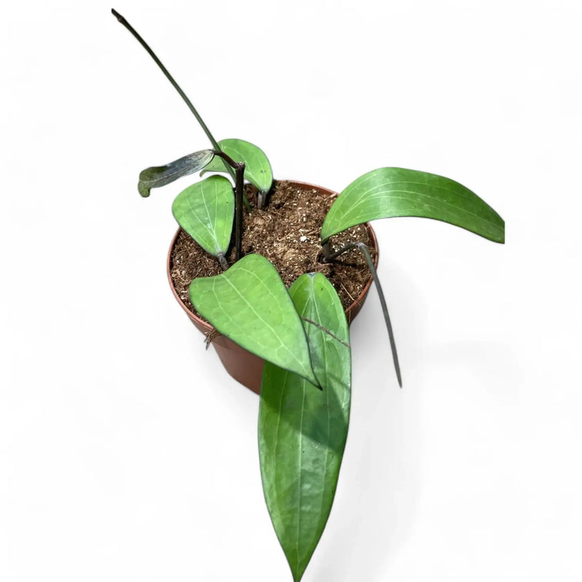 Hoya AH803 potted houseplant in nursery pot on white background, product photo 2.