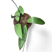 Hoya AH803 Zimmerpflanze im Anzuchttopf vor weißem Hintergrund, Produktfoto 3.