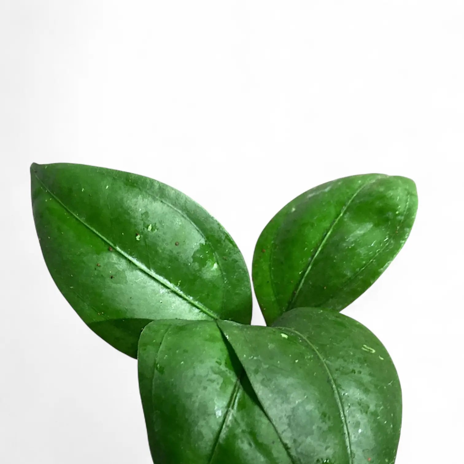 Hoya CNS 005 – Blattdetail vor weißem Hintergrund..