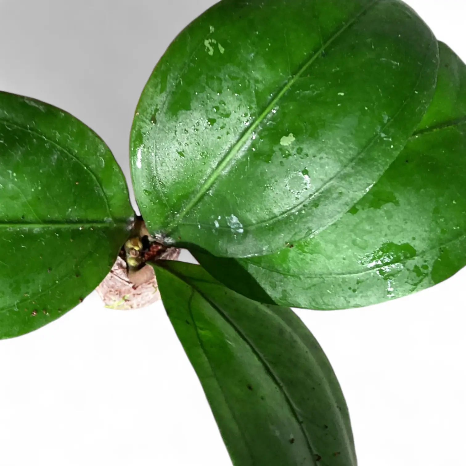 Hoya CNS 005 Zimmerpflanze im Anzuchttopf vor weißem Hintergrund, Produktfoto 3.