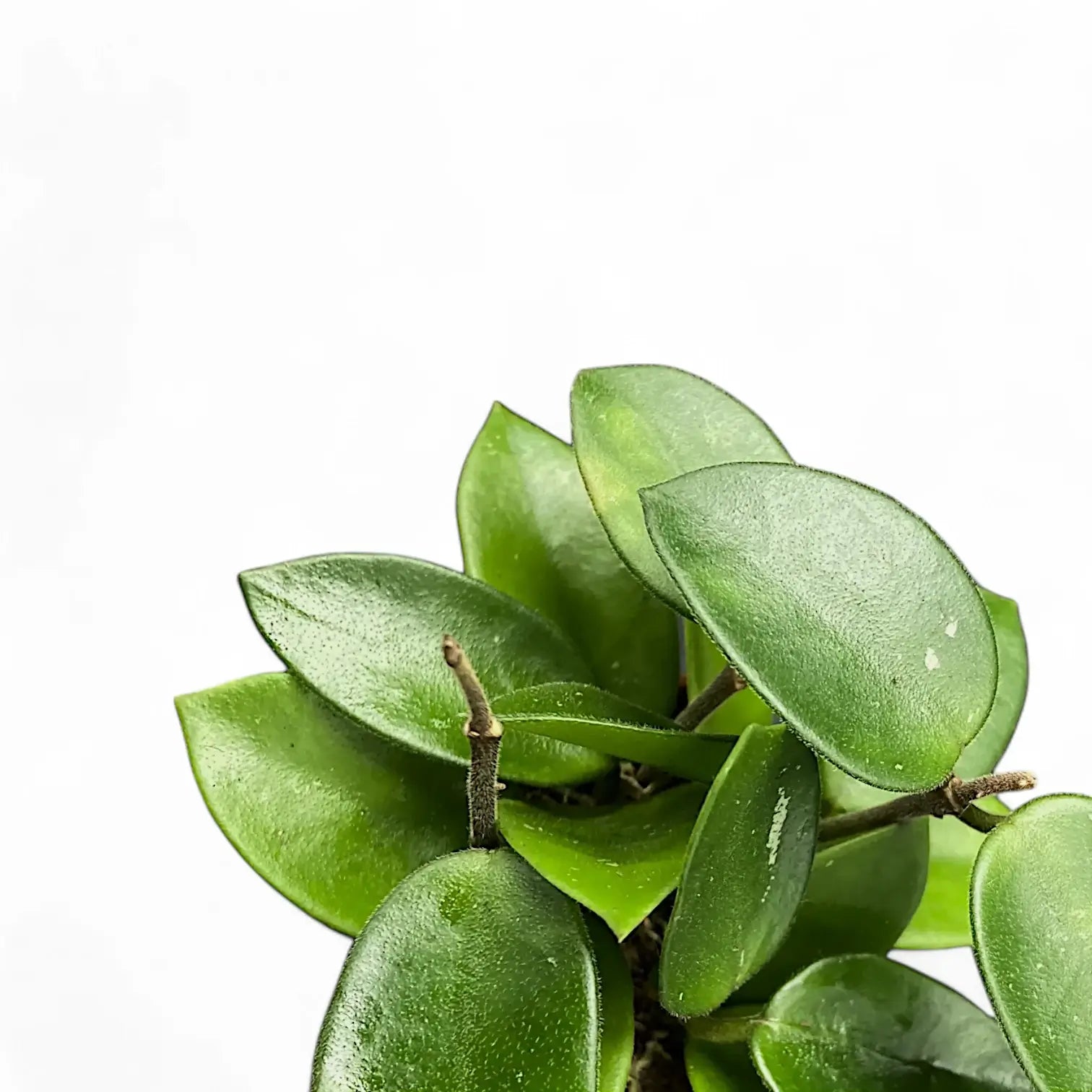 Hoya 'Chouke' Zimmerpflanze im Anzuchttopf vor weißem Hintergrund, Produktfoto 7.