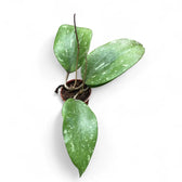 Hoya GFM-04 Zimmerpflanze im Anzuchttopf vor weißem Hintergrund, Produktfoto 2.