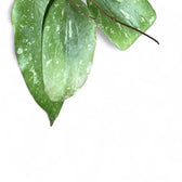 Hoya GFM-04 Zimmerpflanze im Anzuchttopf vor weißem Hintergrund, Produktfoto 3.