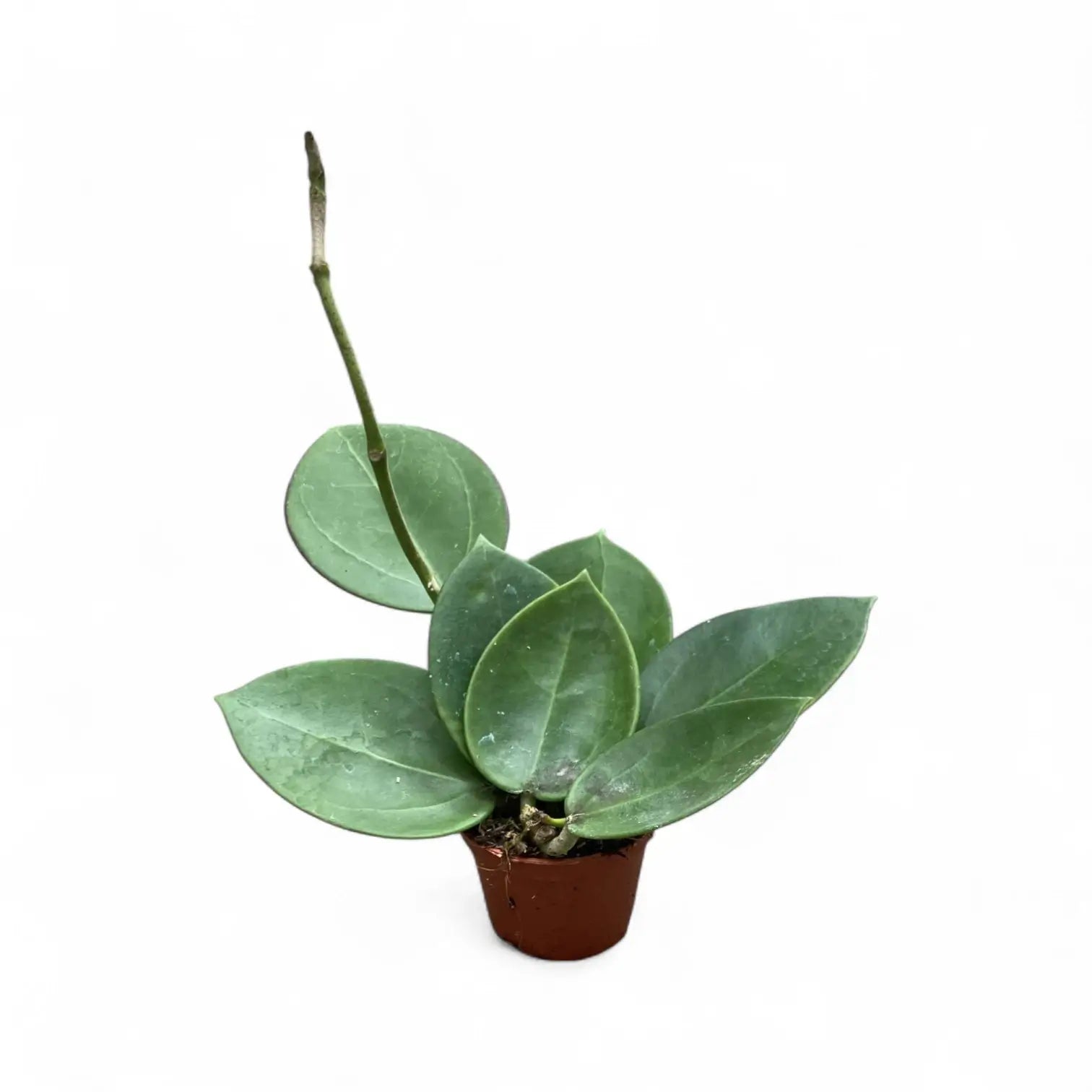 Hoya 'Icensis' (aka Patcharawalai, aka AH 023) Zimmerpflanze im Anzuchttopf vor weißem Hintergrund, Produktfoto 2.