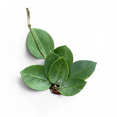 Hoya 'Icensis' (aka Patcharawalai, aka AH 023) Zimmerpflanze im Anzuchttopf vor weißem Hintergrund, Produktfoto 3.