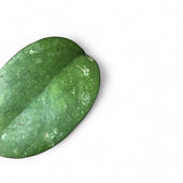 Hoya 'Joy' (aka 'Metallica') – Blattdetail vor weißem Hintergrund..