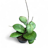 Hoya 'Joy' (aka 'Metallica') Zimmerpflanze im Anzuchttopf vor weißem Hintergrund, Produktfoto 2.