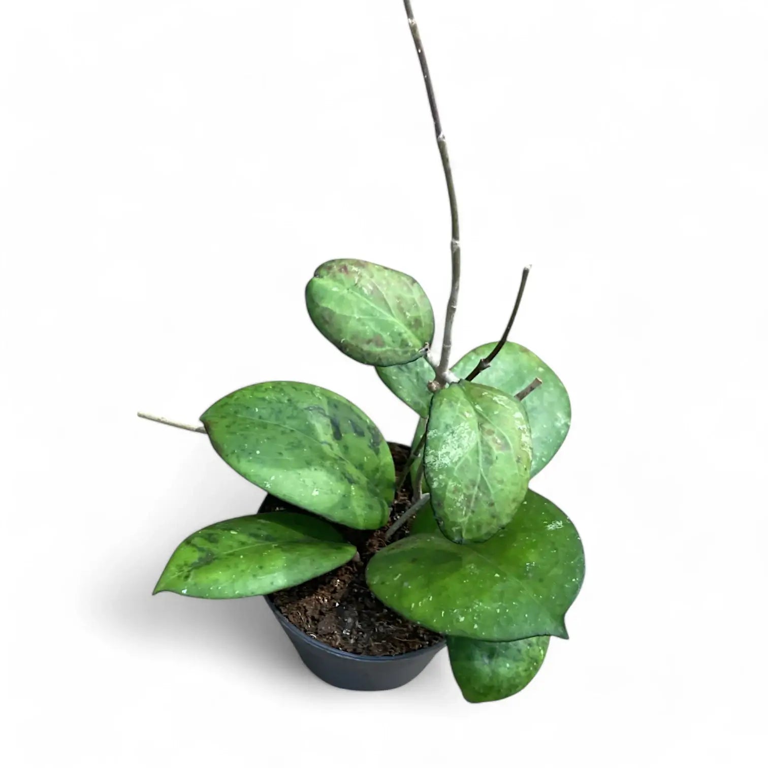 Hoya 'Joy' (aka 'Metallica') Zimmerpflanze im Anzuchttopf vor weißem Hintergrund, Produktfoto 2.