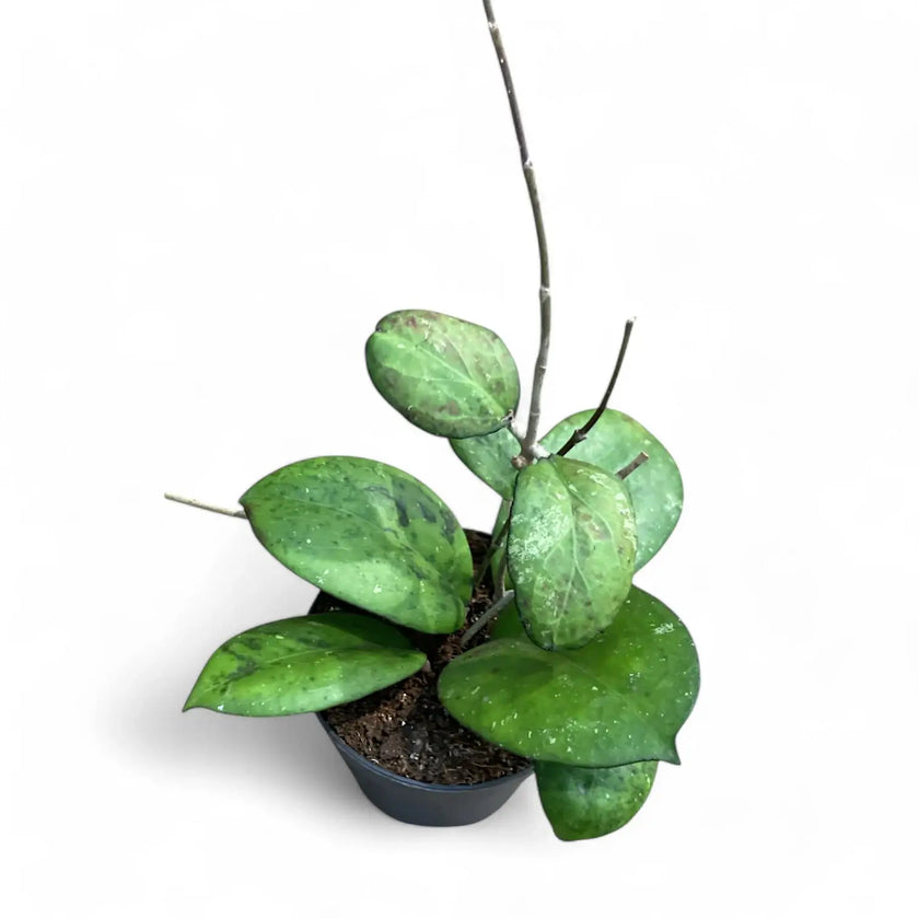 Hoya 'Joy' (aka 'Metallica') potted houseplant in nursery pot on white background, product photo 2.