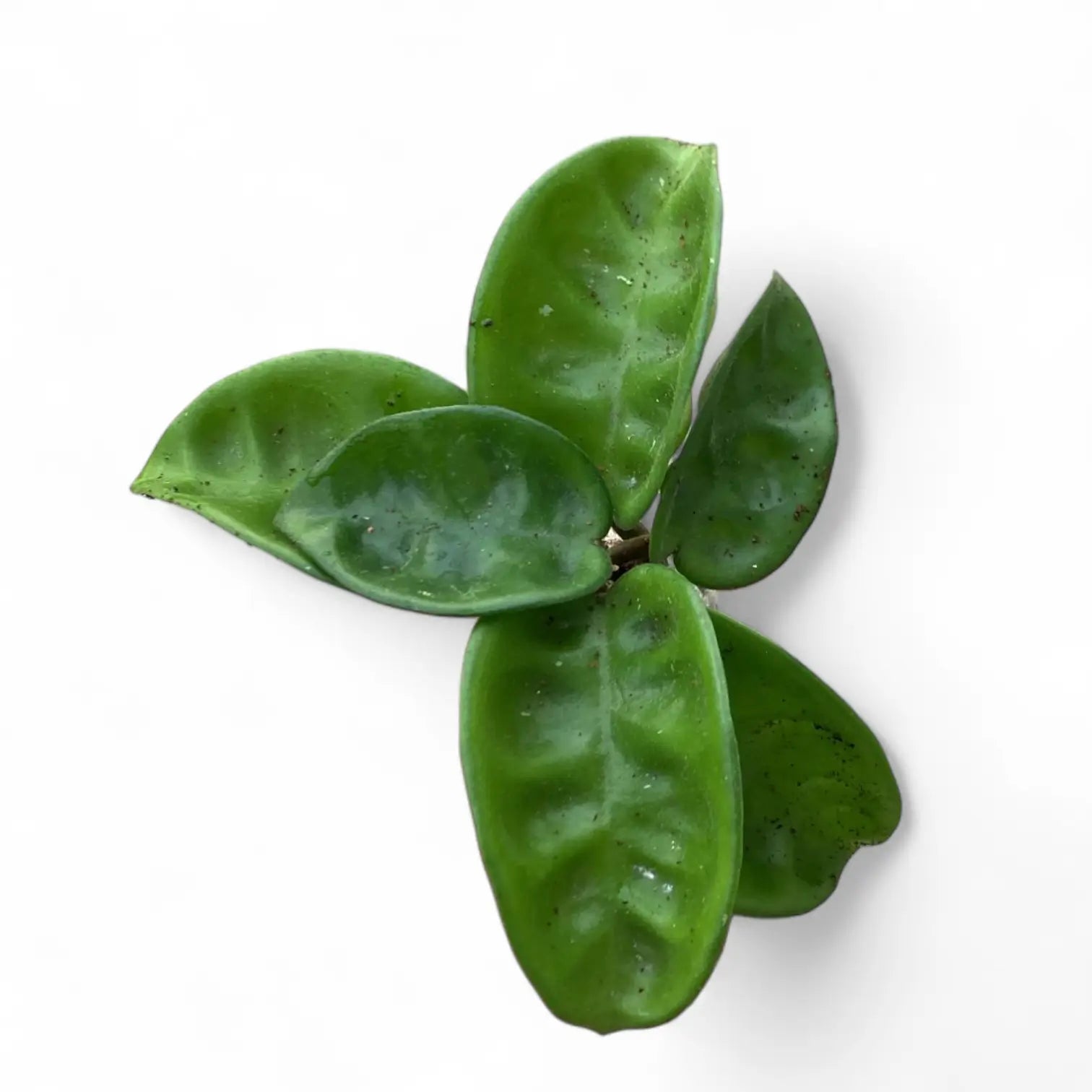 Hoya 'Krinkle 8' – Blattdetail vor weißem Hintergrund..