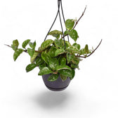 Hoya 'Krinkle 8' Zimmerpflanze im Anzuchttopf vor weißem Hintergrund, Produktfoto 6.