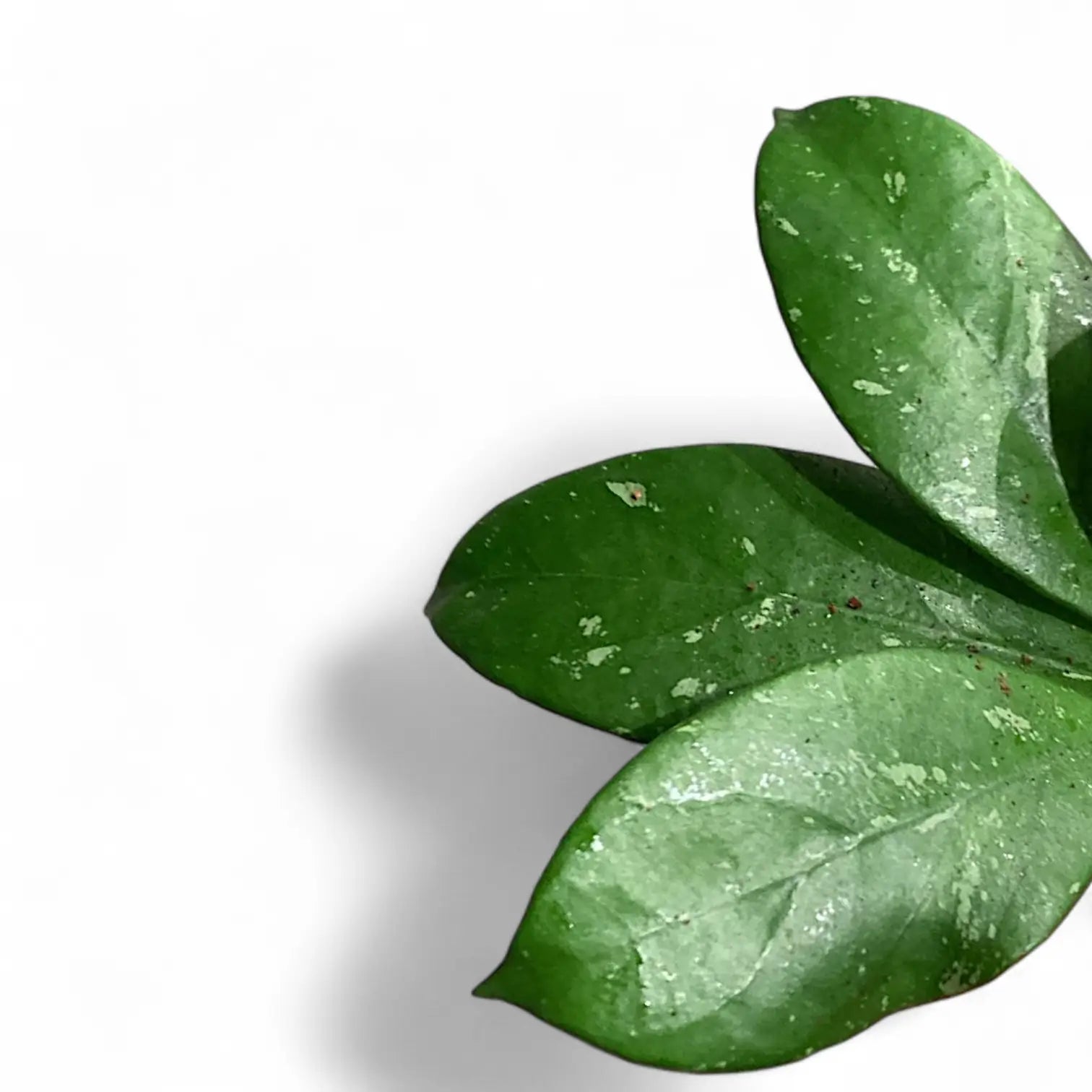 Hoya ‘Lai Chau’ – Blattdetail vor weißem Hintergrund..