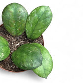 Hoya 'Larisa' Zimmerpflanze im Anzuchttopf vor weißem Hintergrund, Produktfoto 3.