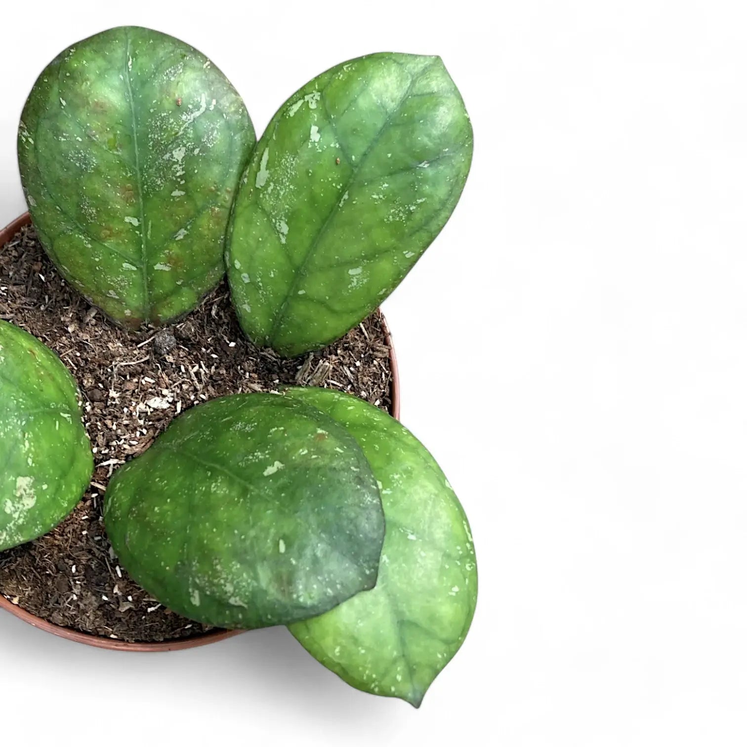 Hoya 'Larisa' Zimmerpflanze im Anzuchttopf vor weißem Hintergrund, Produktfoto 3.