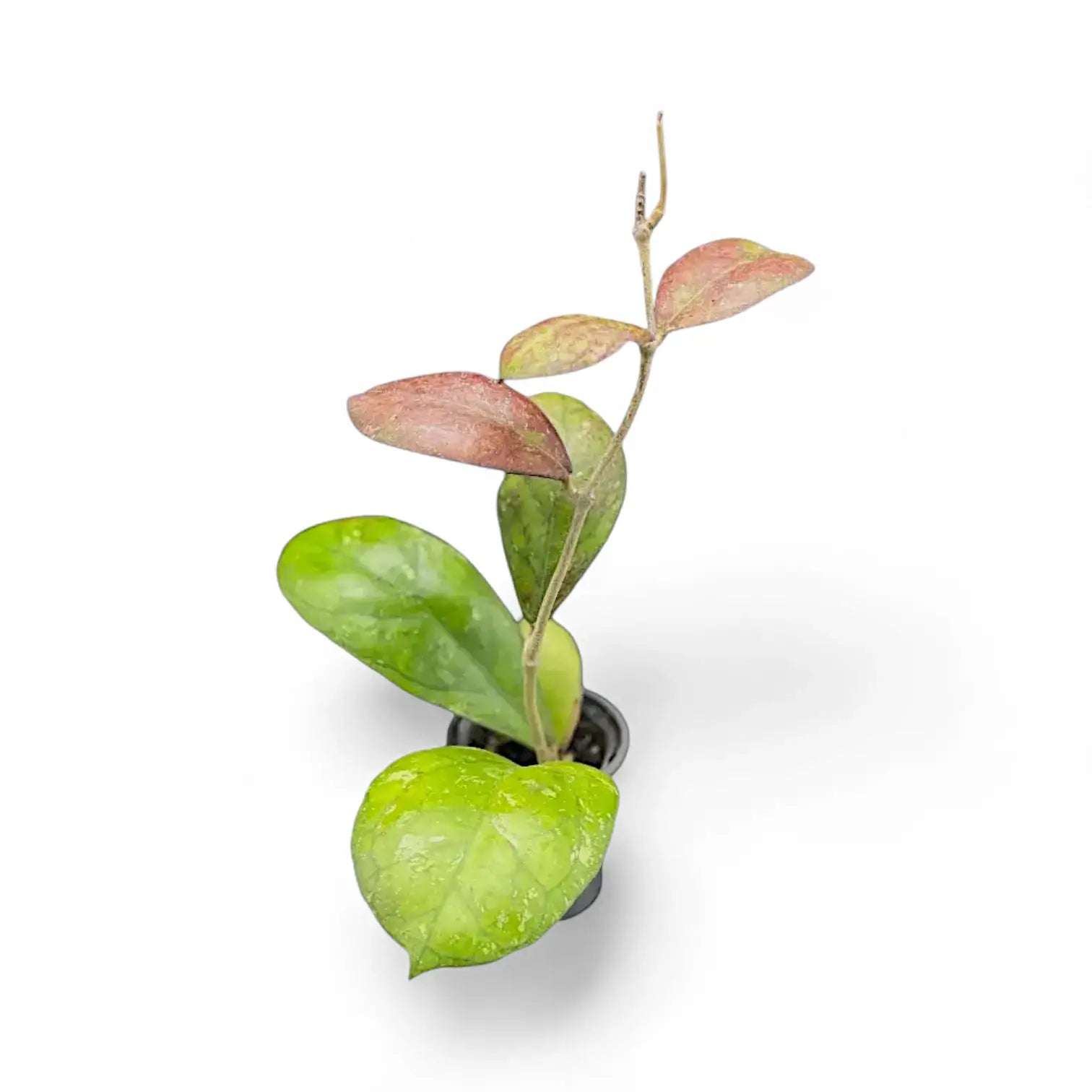 Hoya 'Larisa' Zimmerpflanze im Anzuchttopf vor weißem Hintergrund, Produktfoto 6.