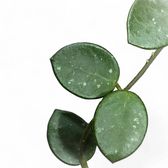 Hoya ‘Mathilde’ leaf close-up on white background.