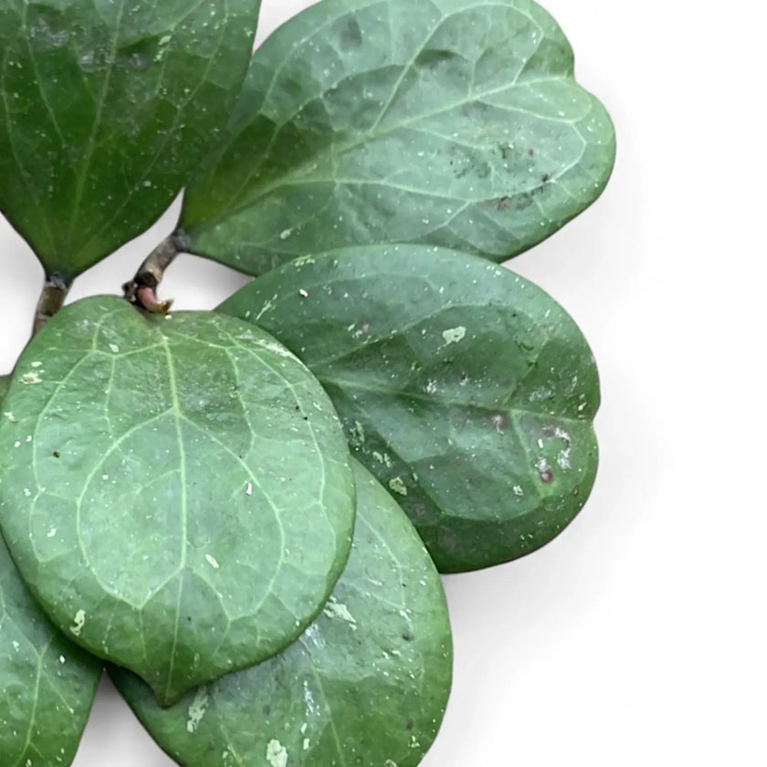 Hoya 'Michele' (MB1255) leaf close-up on white background.