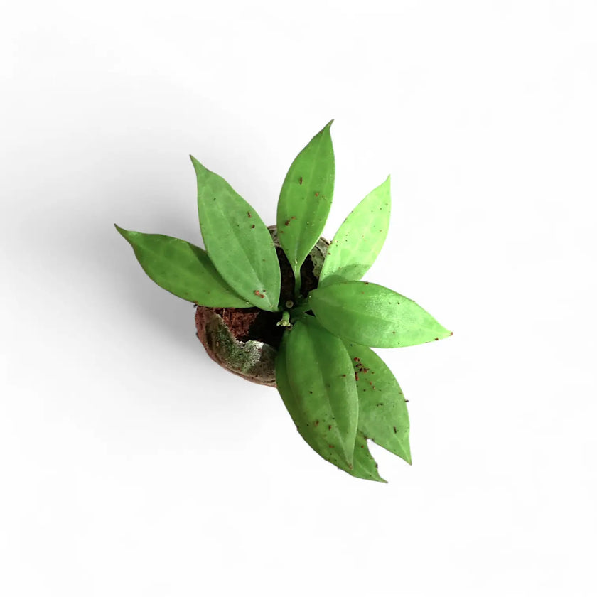 Hoya 'Microdwarf' (NS12-323) potted houseplant in nursery pot on white background, product photo 2.