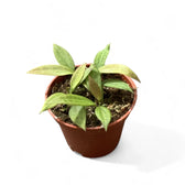 Hoya 'Microdwarf' (NS12-323) Zimmerpflanze im Anzuchttopf vor weißem Hintergrund, Produktfoto 3.