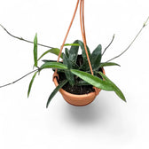 Hoya ‘Minibelle’ potted houseplant in nursery pot on white background, product photo 4.