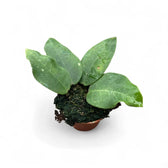 Hoya ‘Patricia’ potted houseplant in nursery pot on white background, product photo 2.