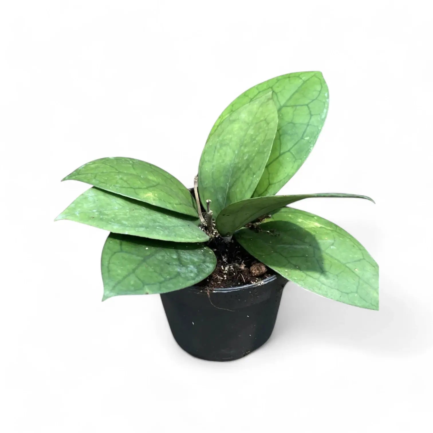 Hoya 'Puom Siam Ruby' (PMP 176) Zimmerpflanze im Anzuchttopf vor weißem Hintergrund, Produktfoto 3.