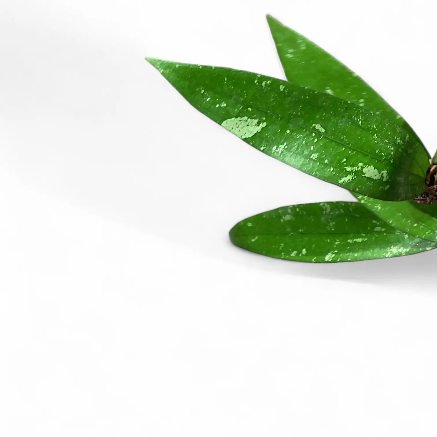 Hoya ‘Rindu Rafflesia’ leaf close-up on white background.