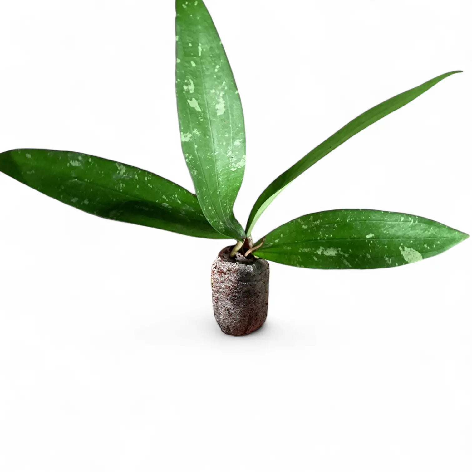 Hoya ‘Rindu Rafflesia’ potted houseplant in nursery pot on white background, product photo 3.
