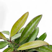 Hoya 'Rosita' – Blattdetail vor weißem Hintergrund..