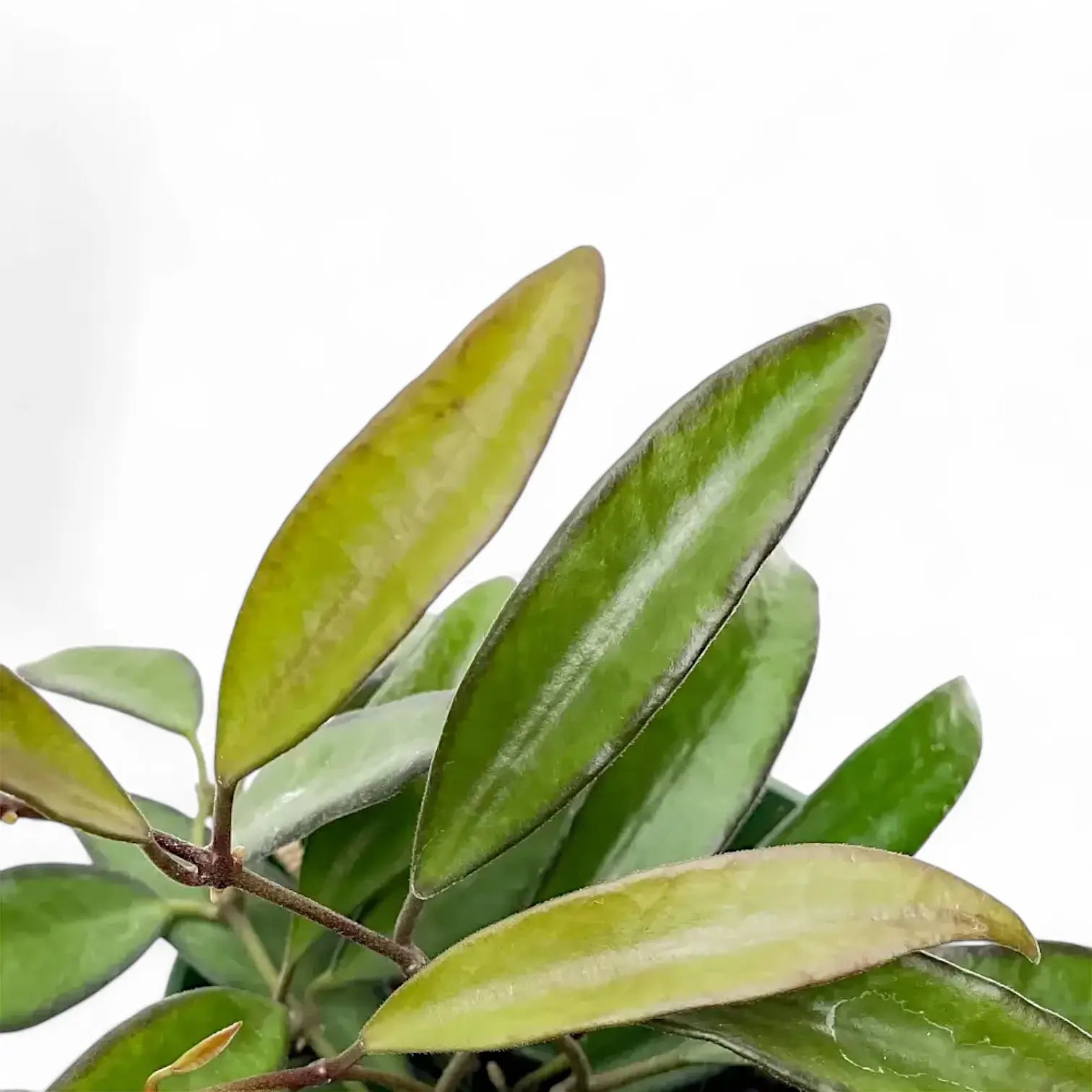 Hoya 'Rosita' – Blattdetail vor weißem Hintergrund..