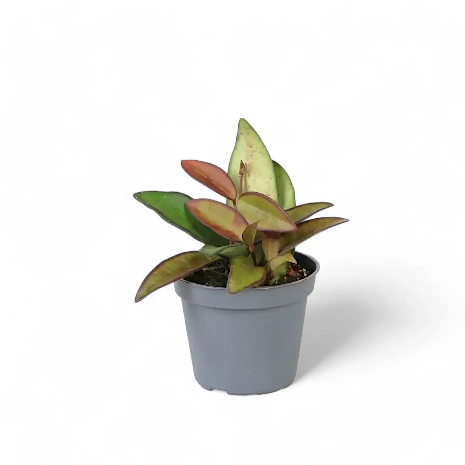 Hoya 'Rosita' Zimmerpflanze im Anzuchttopf vor weißem Hintergrund, Produktfoto 6.