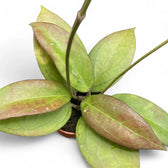 Hoya 'Tequila Sunrise' Zimmerpflanze im Anzuchttopf vor weißem Hintergrund, Produktfoto 3.