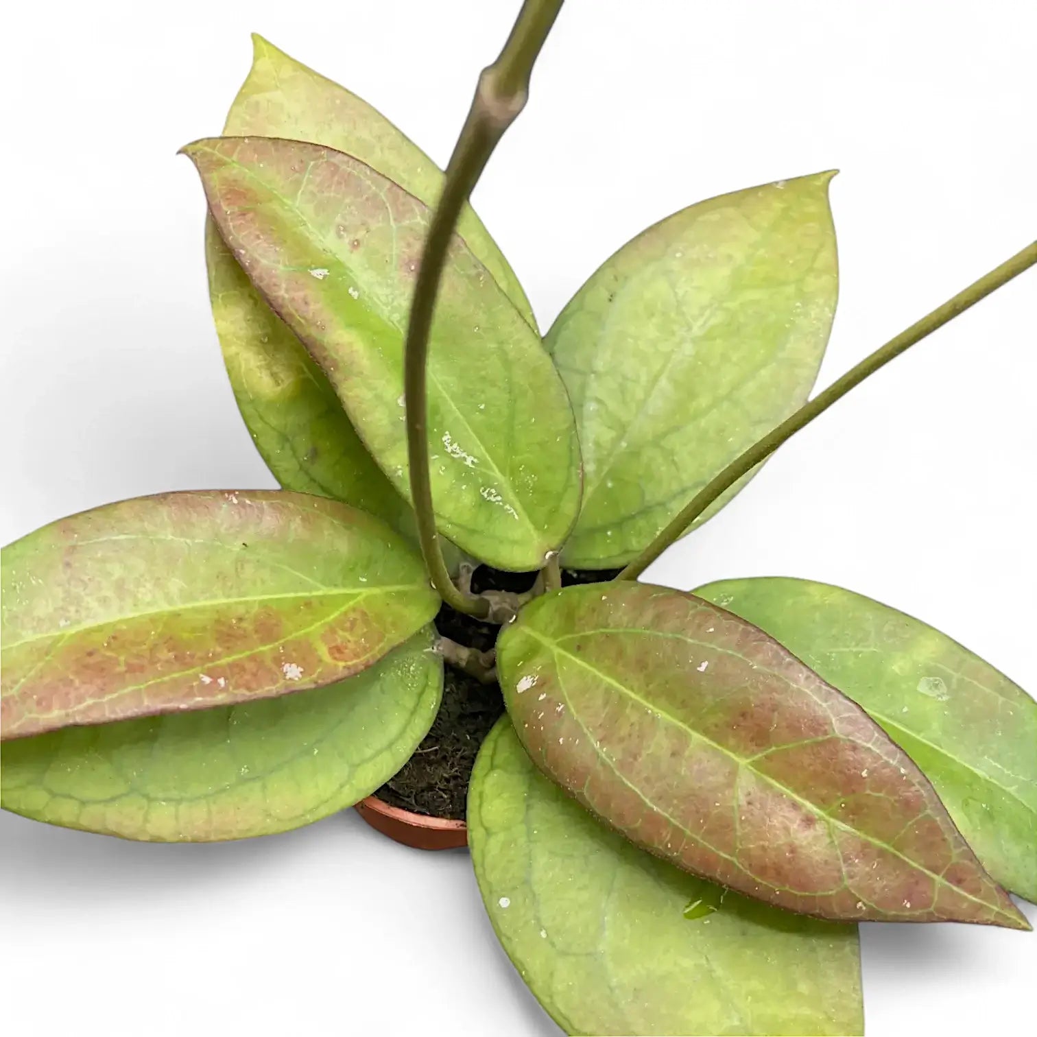 Hoya 'Tequila Sunrise' Zimmerpflanze im Anzuchttopf vor weißem Hintergrund, Produktfoto 3.