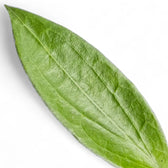 Hoya aff. icensis – Blattdetail vor weißem Hintergrund..