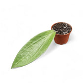 Hoya aff. icensis Zimmerpflanze im Anzuchttopf vor weißem Hintergrund, Produktfoto 2.