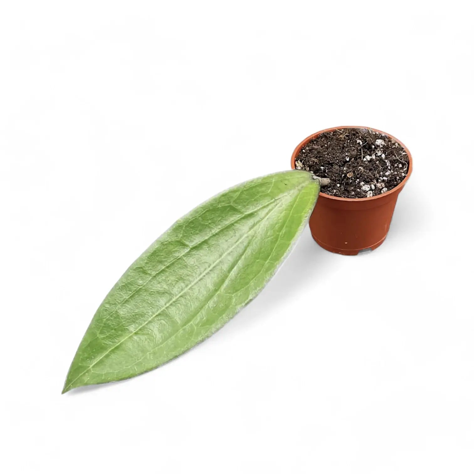 Hoya aff. icensis Zimmerpflanze im Anzuchttopf vor weißem Hintergrund, Produktfoto 2.