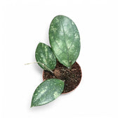 Hoya aff. vitellina potted houseplant in nursery pot on white background, product photo 2.
