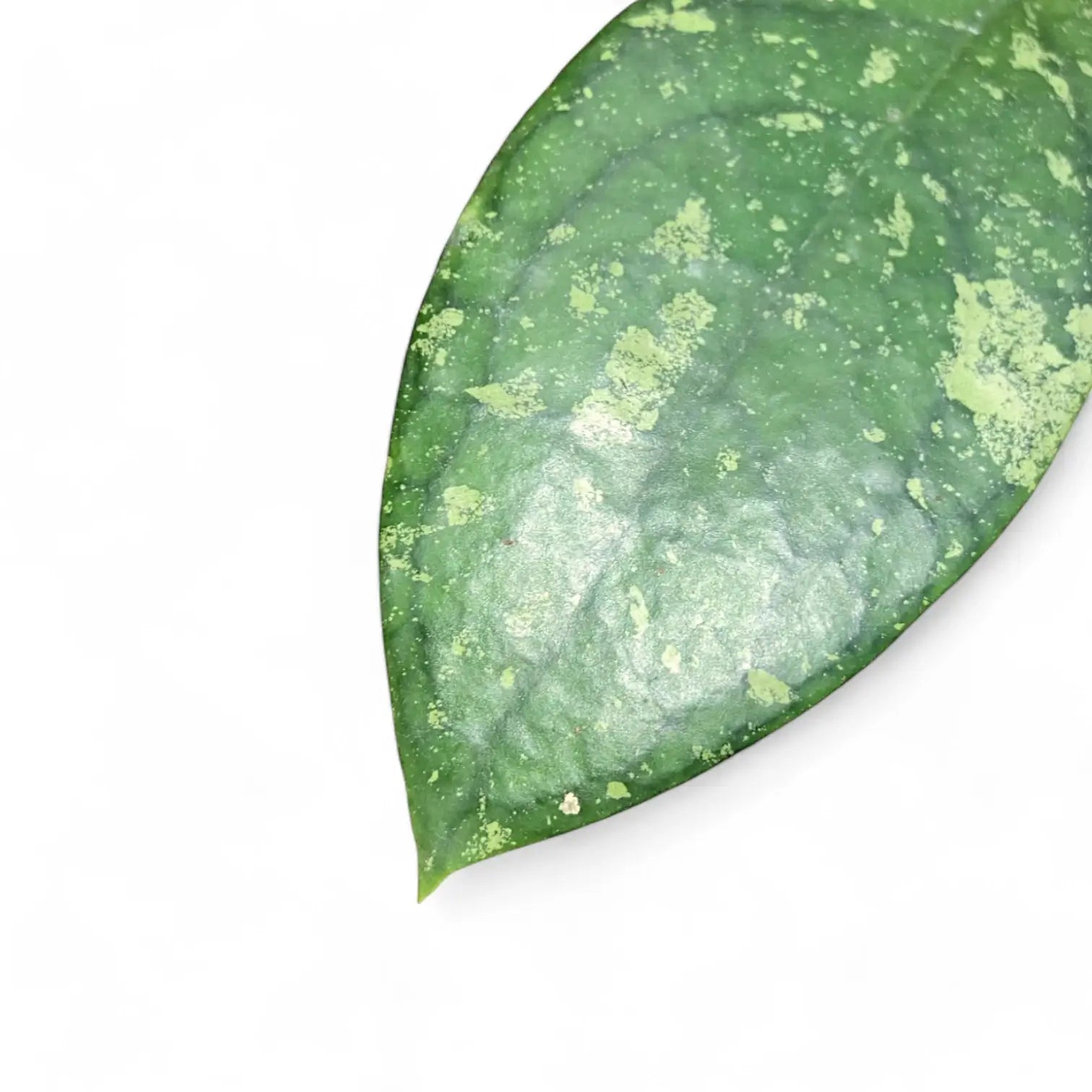 Hoya aff. vitellina potted houseplant in nursery pot on white background, product photo 3.