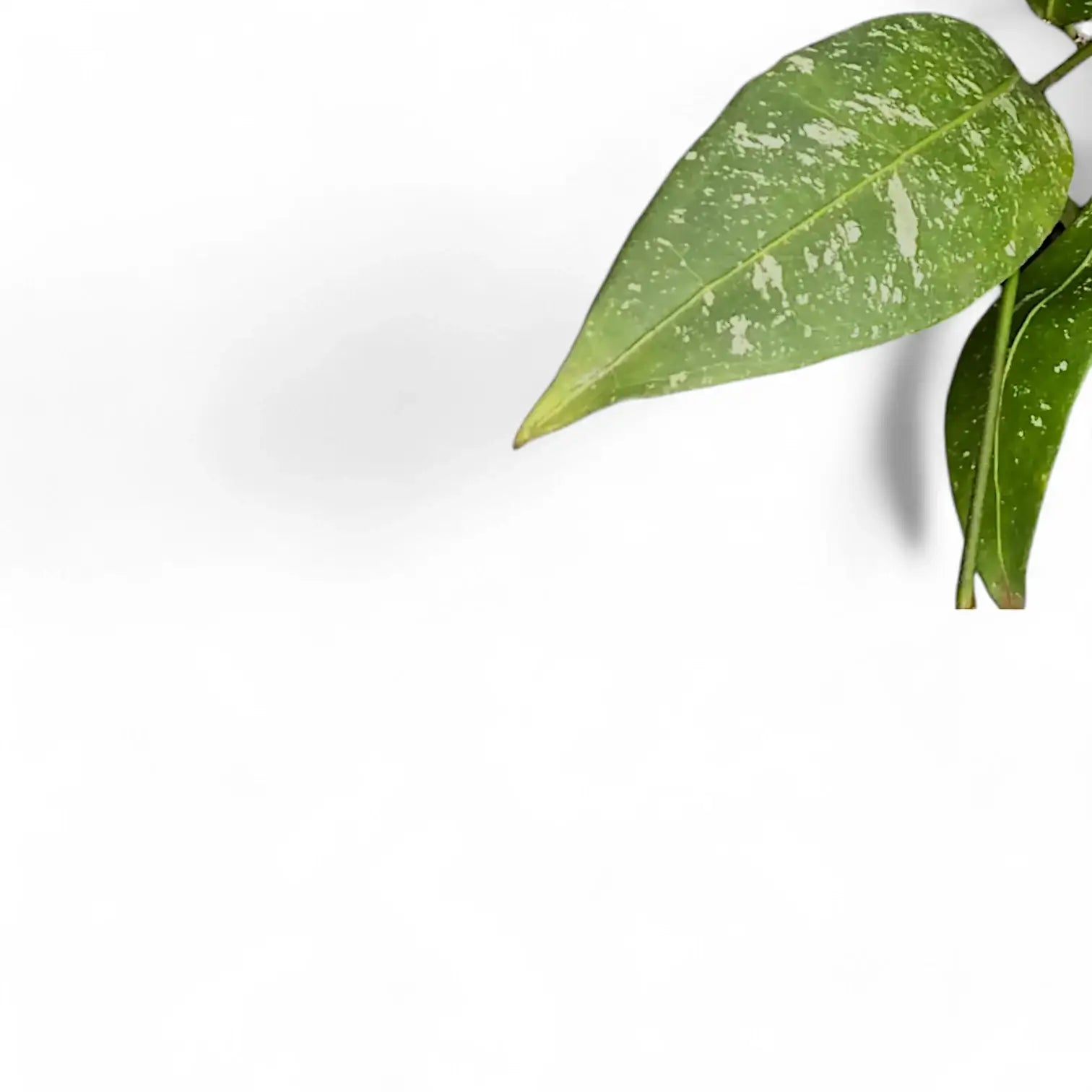Hoya amicabilis 'Splash' leaf close-up on white background.