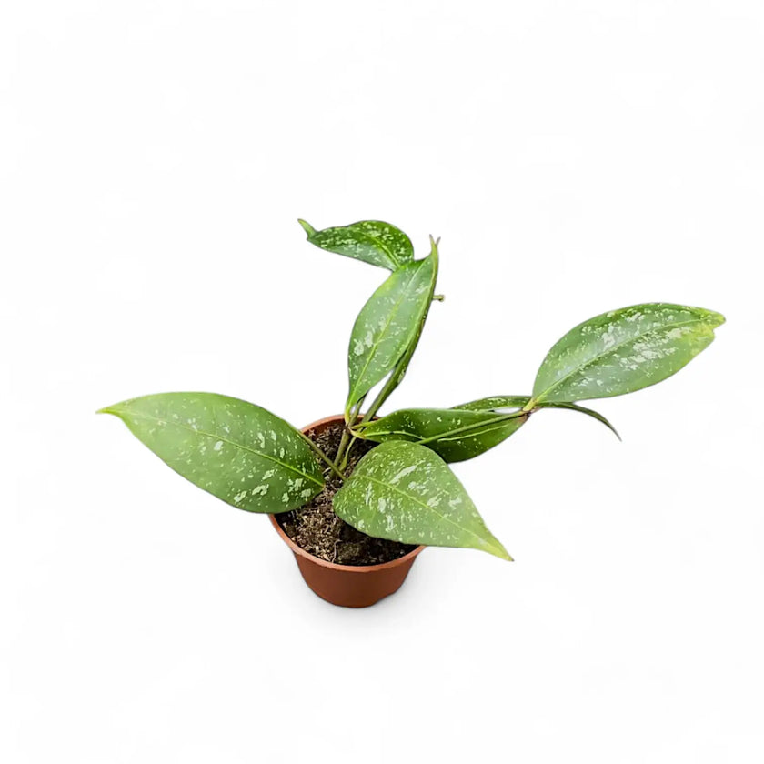 Hoya amicabilis 'Splash' potted houseplant in nursery pot on white background, product photo 2.